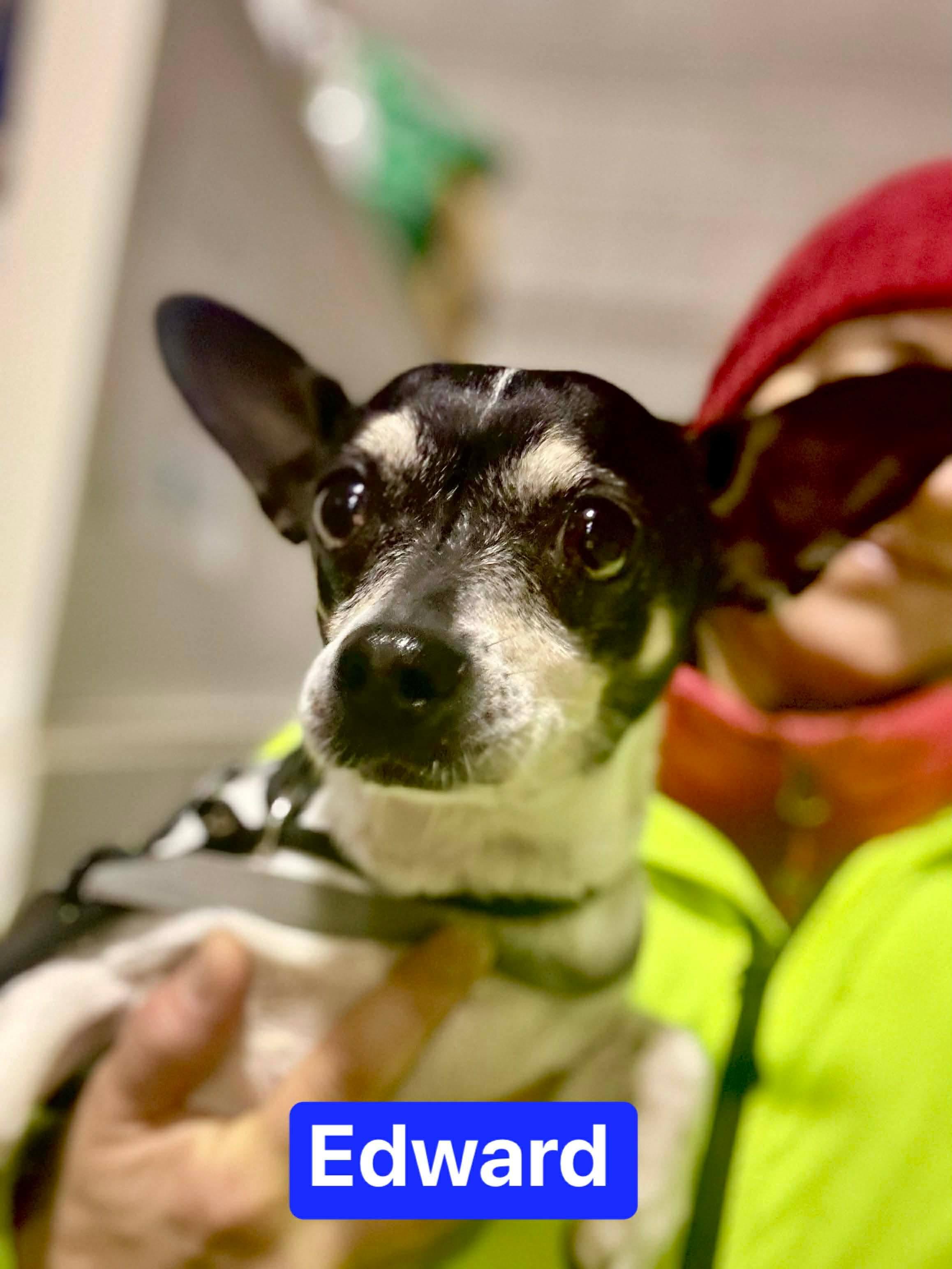 Edward, ADOPTABLE, Adult Male Chihuahua.