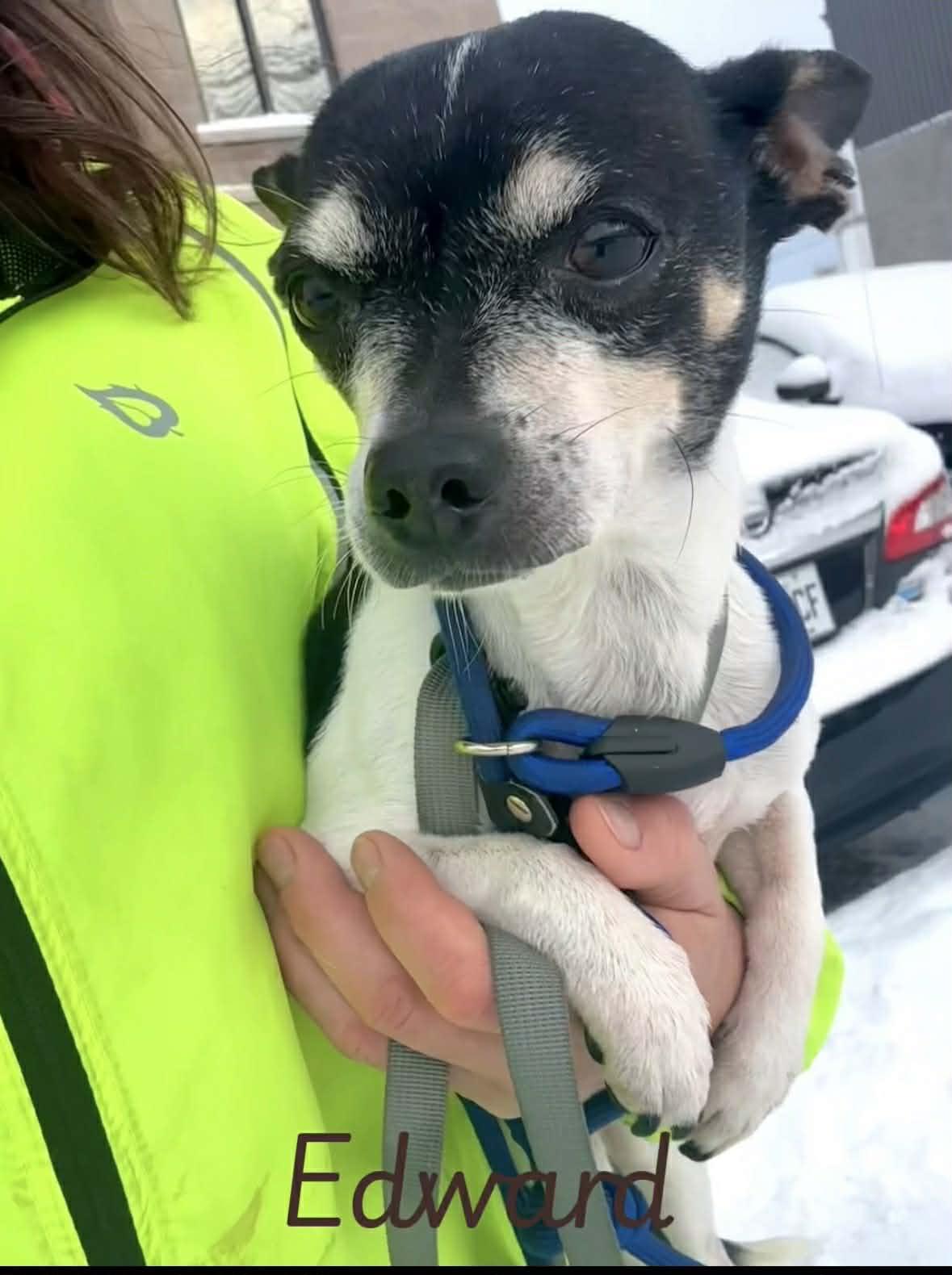 Edward, a ADOPTABLE mixed breed in Vaudreuil-Dorion, QC image 3/3