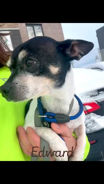 Enlarge Edward, a ADOPTABLE mixed breed in Vaudreuil-Dorion, QC video 2/3