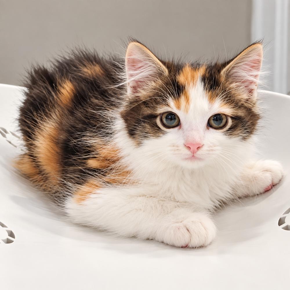 Enlarge Lea, a Adopted mixed breed in Homer Glen, IL image 1/1