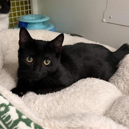 Carlton, Adoptable, Kitten Male Domestic Short Hair.