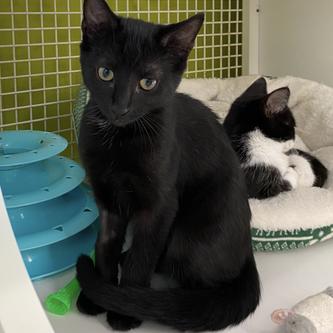 Enlarge Carlton, a Adoptable Domestic Short Hair in Tallahassee, FL image 2/3