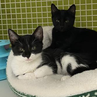 Enlarge Carlton, a Adoptable Domestic Short Hair in Tallahassee, FL image 3/3