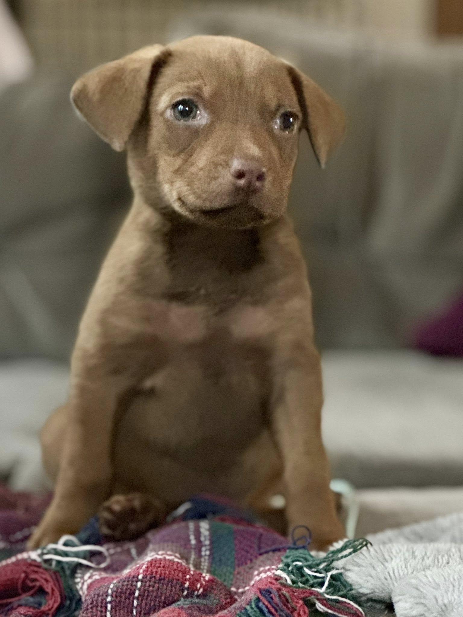 Enlarge Twig, a Adoptable Black Mouth Cur in Berlin, NJ image 1/1