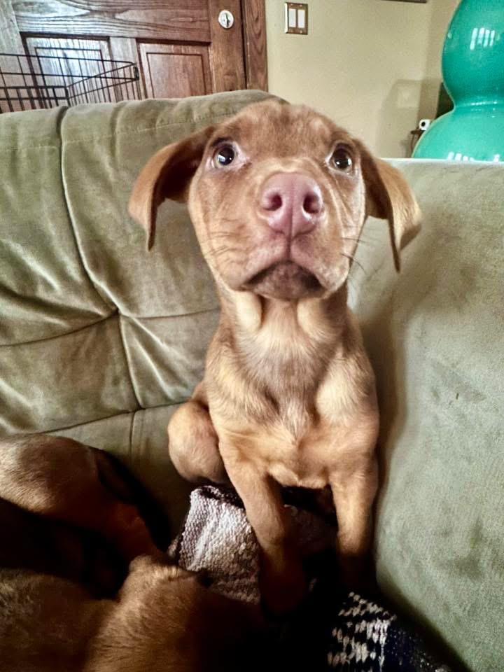 Enlarge Twig, a Adoptable Black Mouth Cur in Berlin, NJ image 2/2