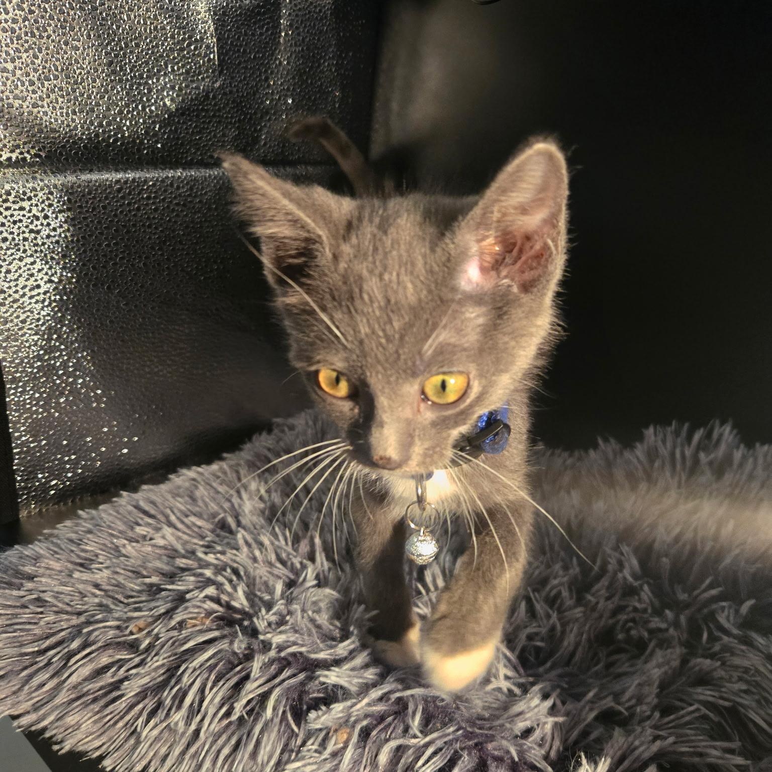 Enlarge Parfait, a ADOPTABLE mixed breed in Houston, TX image 3/6