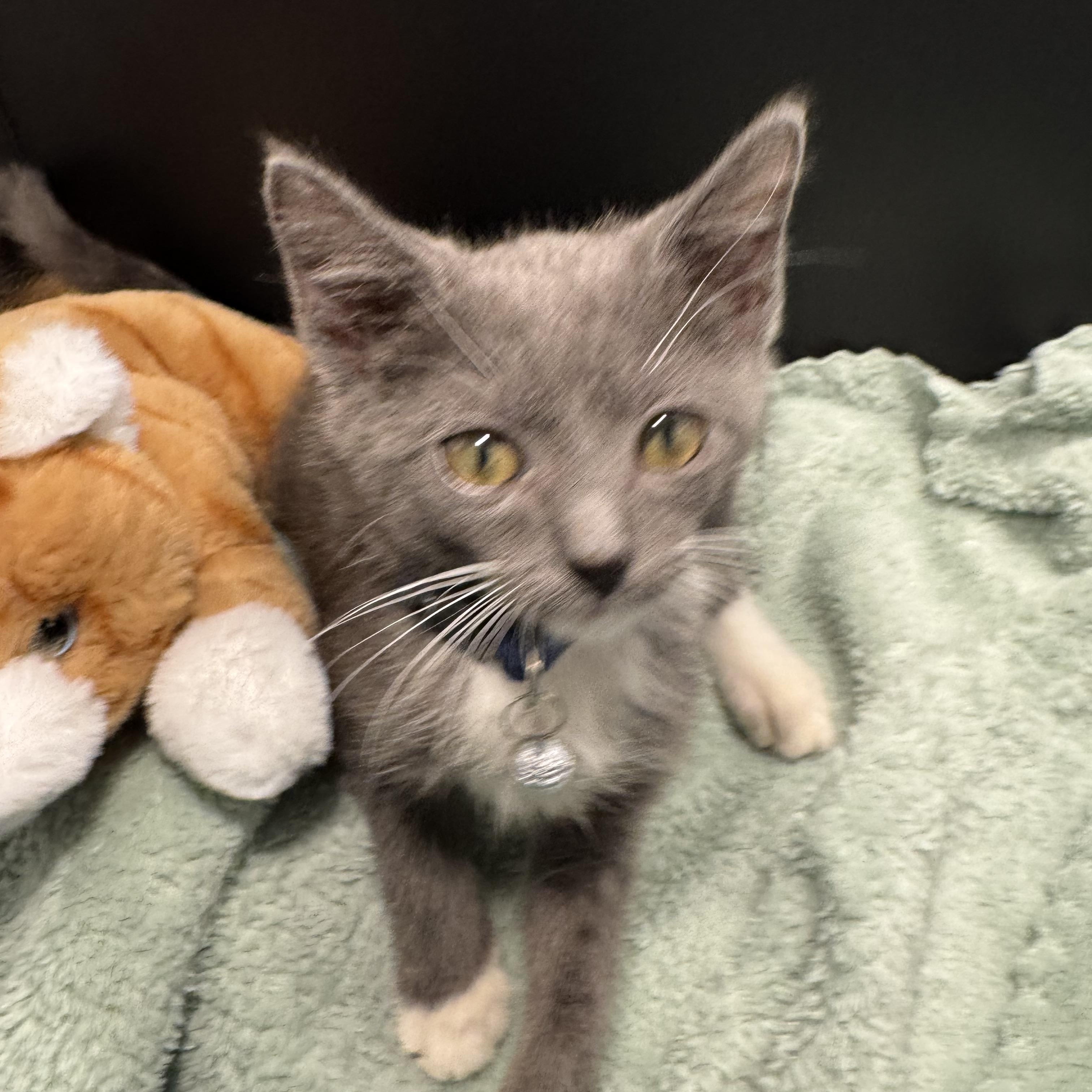Enlarge Parfait, a ADOPTABLE mixed breed in Houston, TX image 6/6