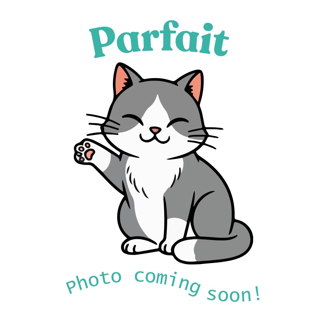 Parfait, ADOPTABLE, Kitten Female American Shorthair.