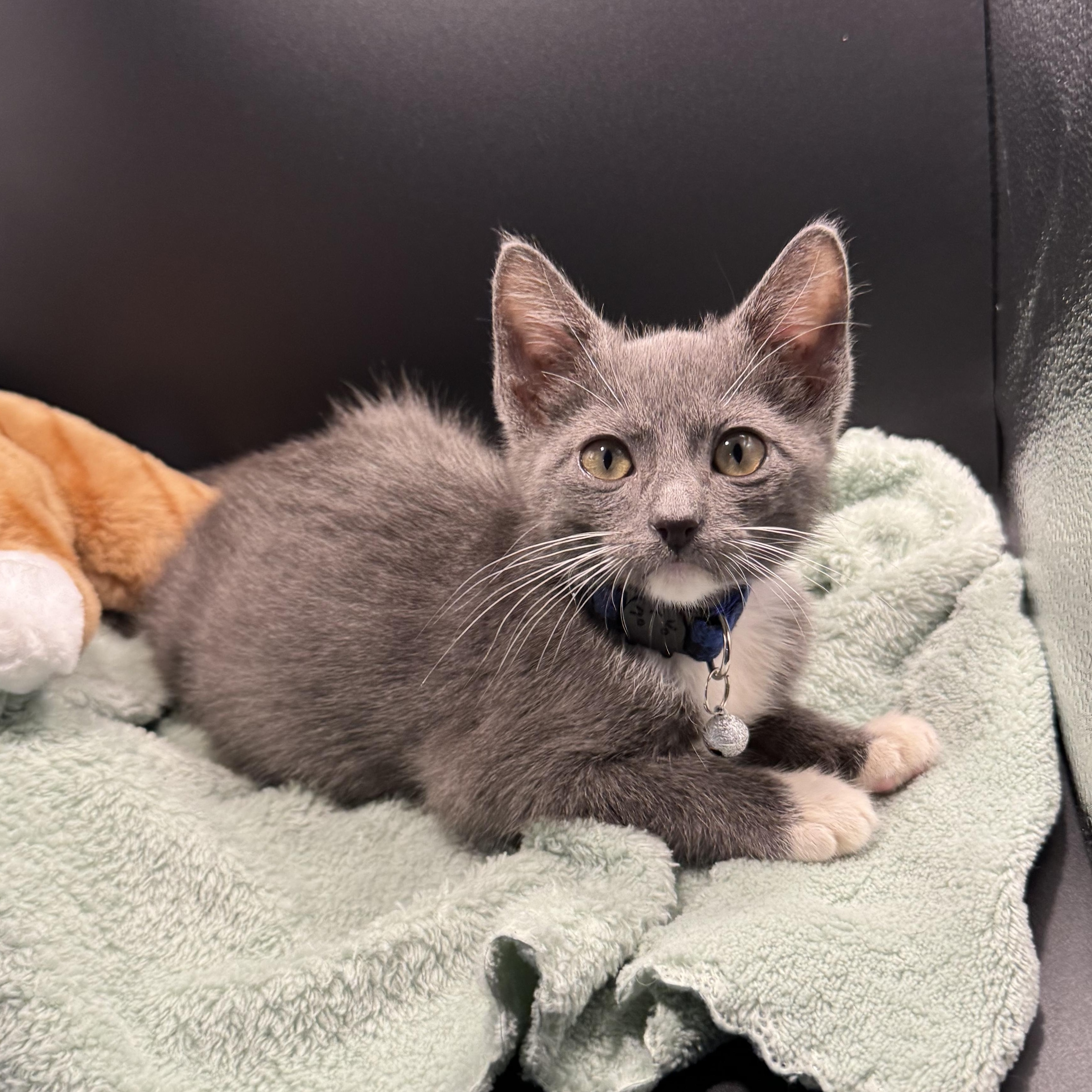 Enlarge Parfait, a ADOPTABLE mixed breed in Houston, TX image 1/6