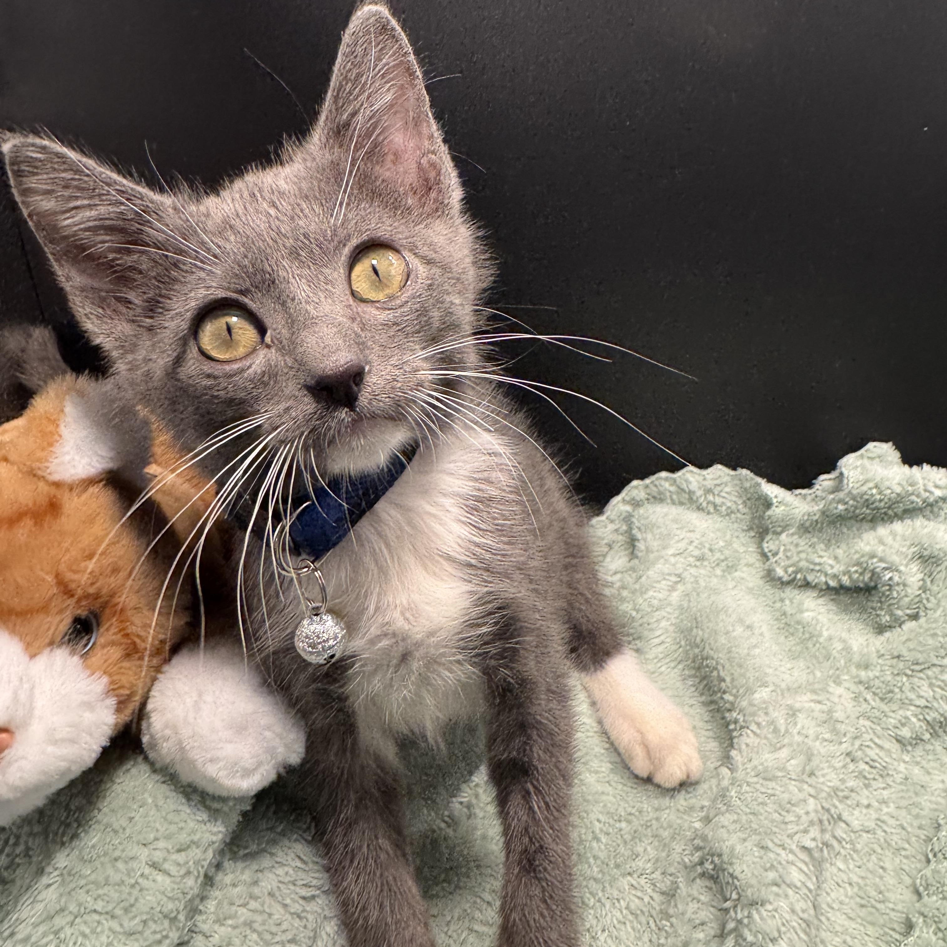 Enlarge Parfait, a ADOPTABLE mixed breed in Houston, TX image 5/6