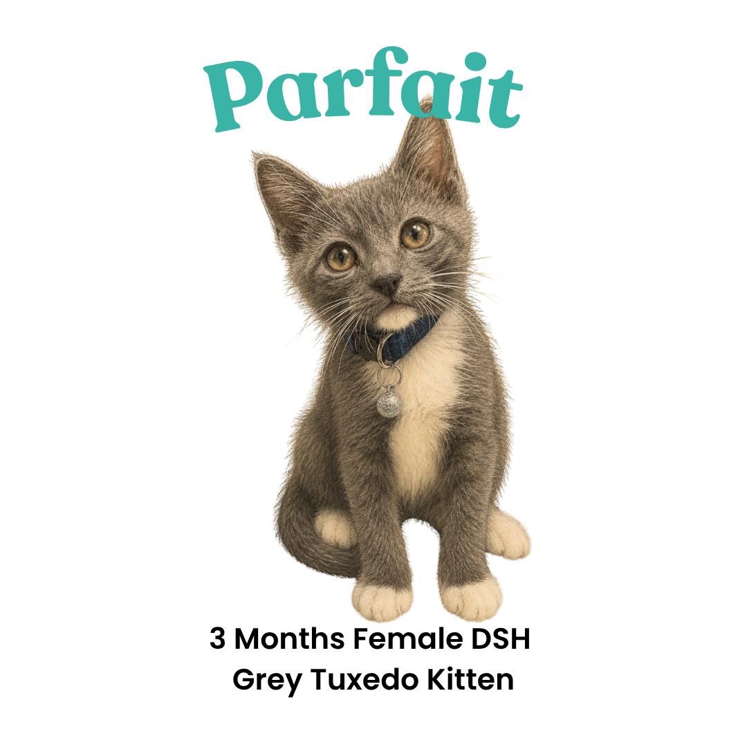 Enlarge Parfait, a ADOPTABLE mixed breed in Houston, TX image 2/6