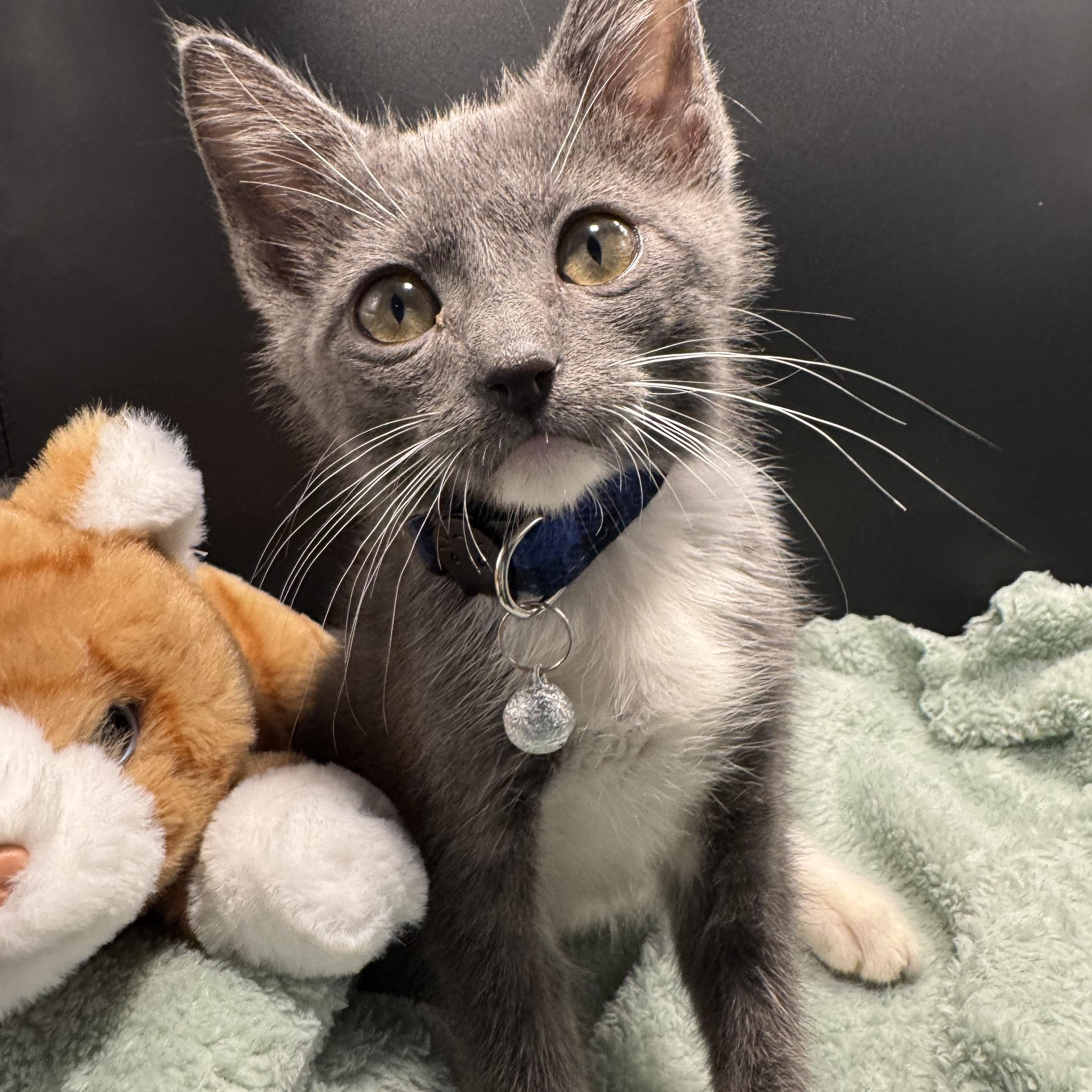 Enlarge Parfait, a ADOPTABLE mixed breed in Houston, TX image 4/6