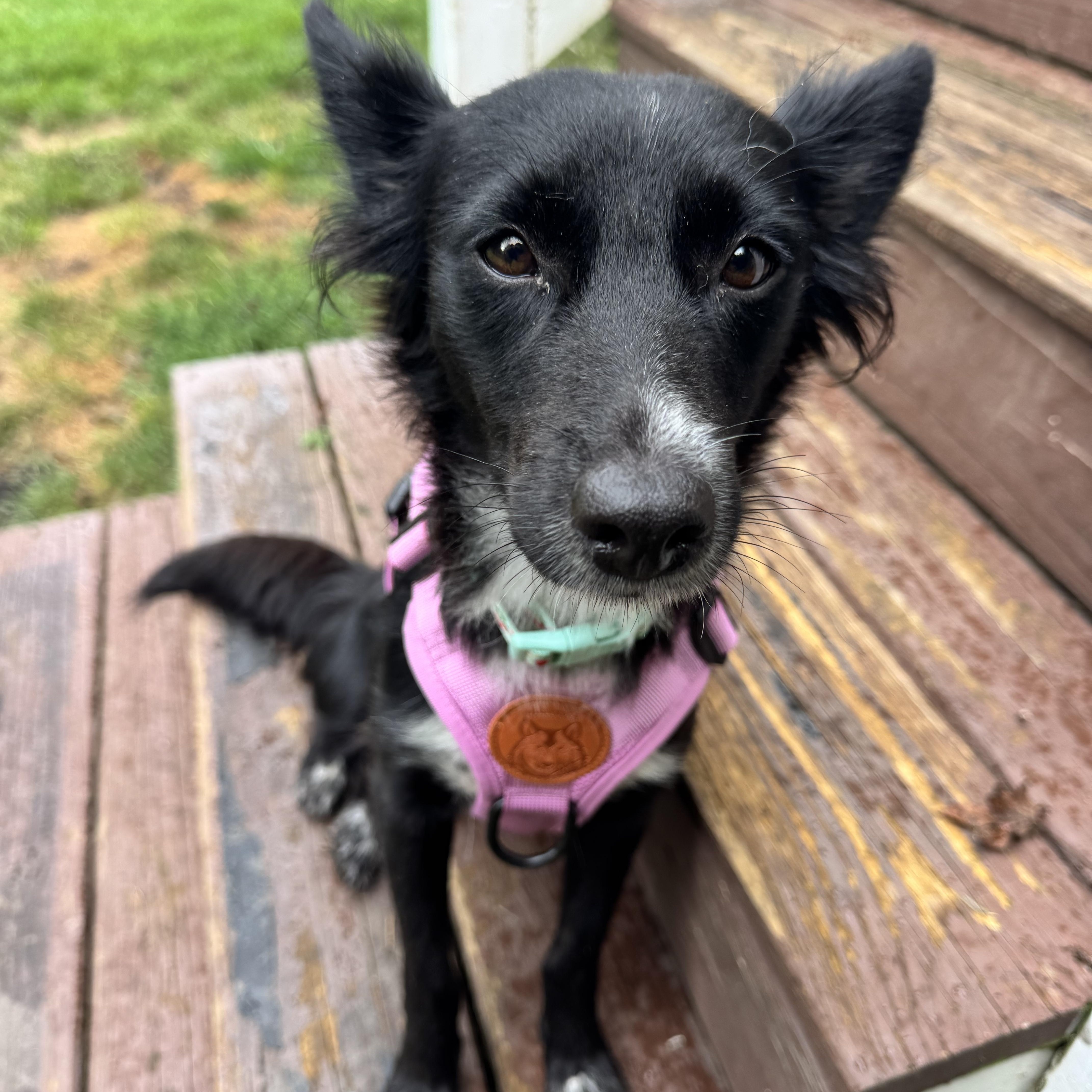 Enlarge Demi, a ADOPTABLE mixed breed in Gainesville, VA image 3/6