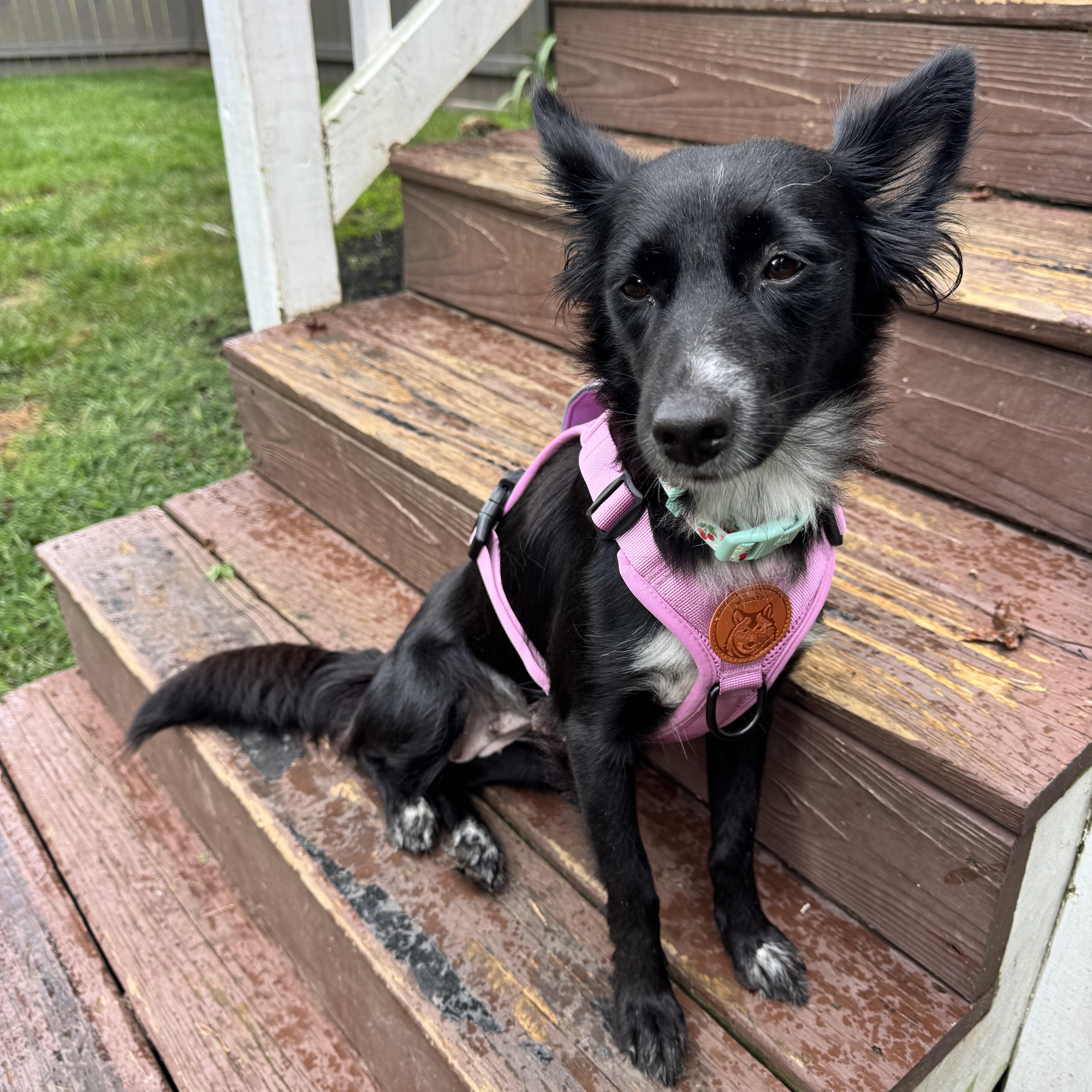 Enlarge Demi, a ADOPTABLE mixed breed in Gainesville, VA image 4/6