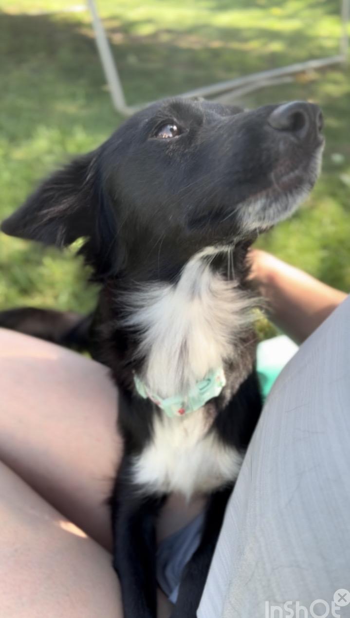 Demi, ADOPTABLE, Young Female Border Collie & Chihuahua.