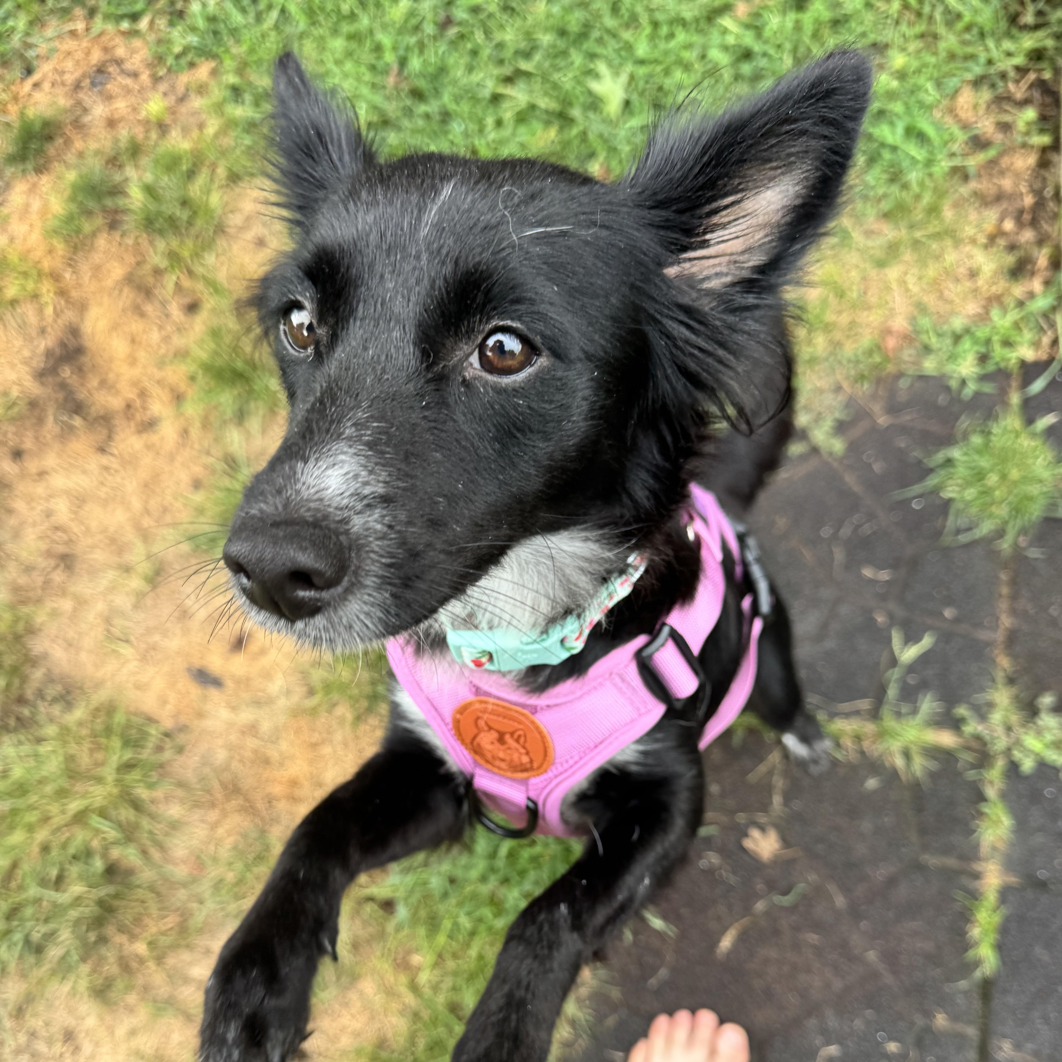 Enlarge Demi, a ADOPTABLE mixed breed in Gainesville, VA image 5/6