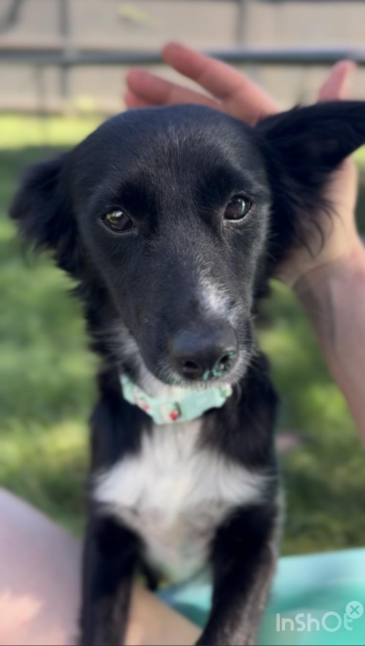 Enlarge Demi, a ADOPTABLE mixed breed in Gainesville, VA image 2/6