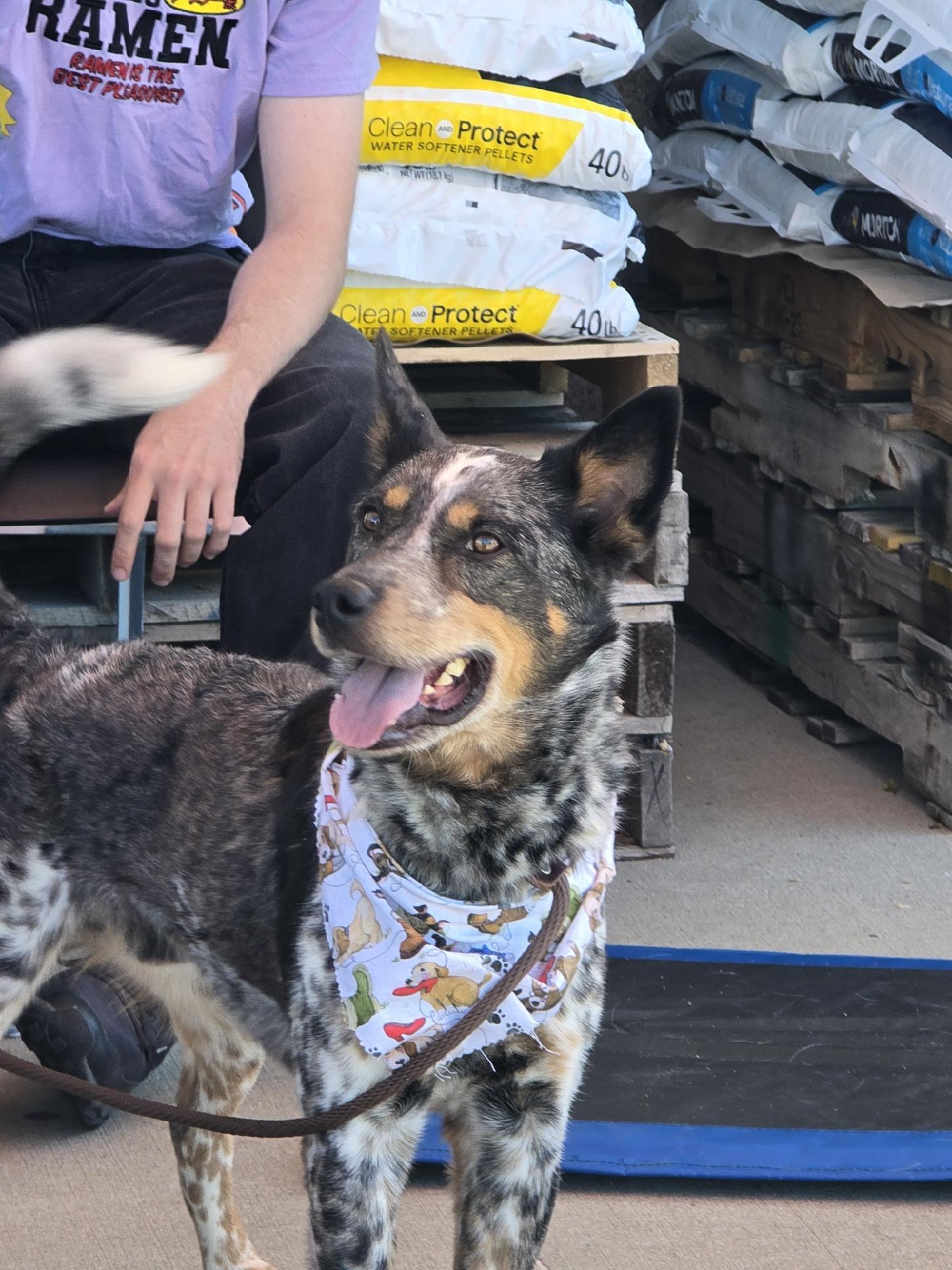 Enlarge Pacino, a Adoptable Australian Cattle Dog / Blue Heeler in Sioux City, IA image 1/1