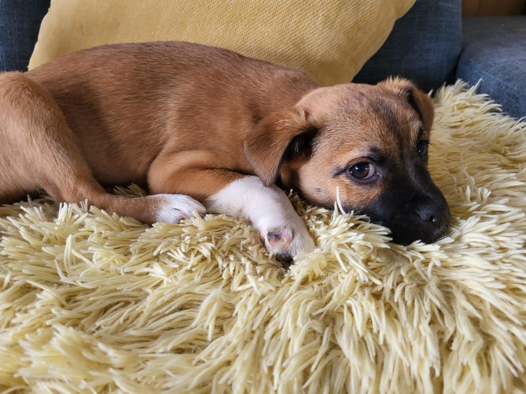 Badger, Adopted, Puppy Male Chihuahua.