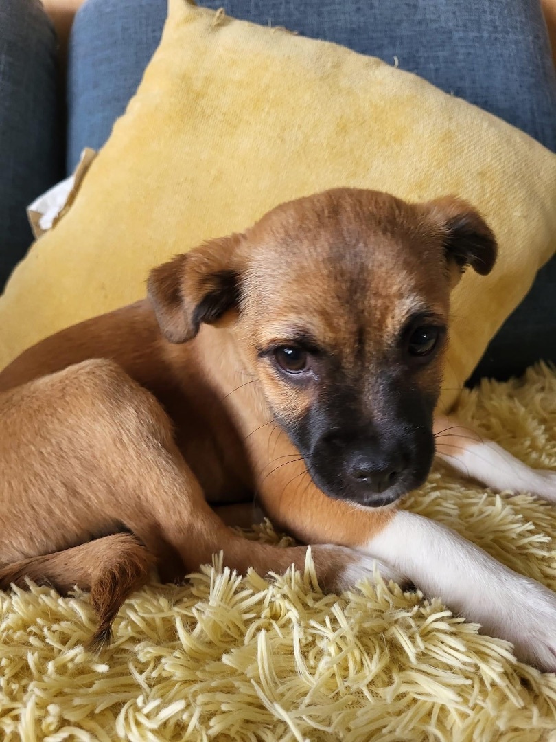 Badger, a Adopted mixed breed in Willcox, AZ image 2/4