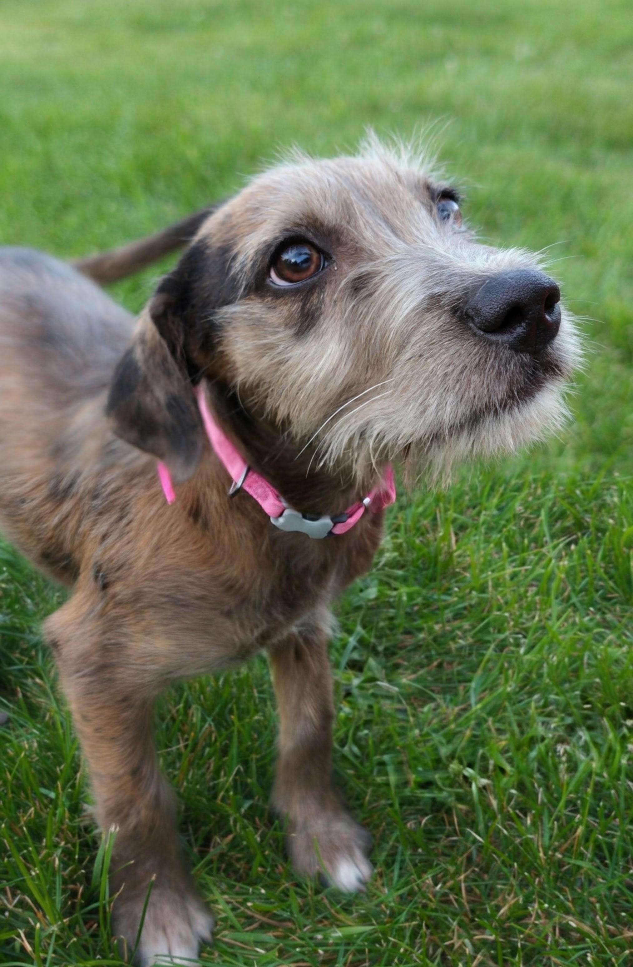 Enlarge Lucy, an adopted mixed breed in Mauston, WI image 1/2