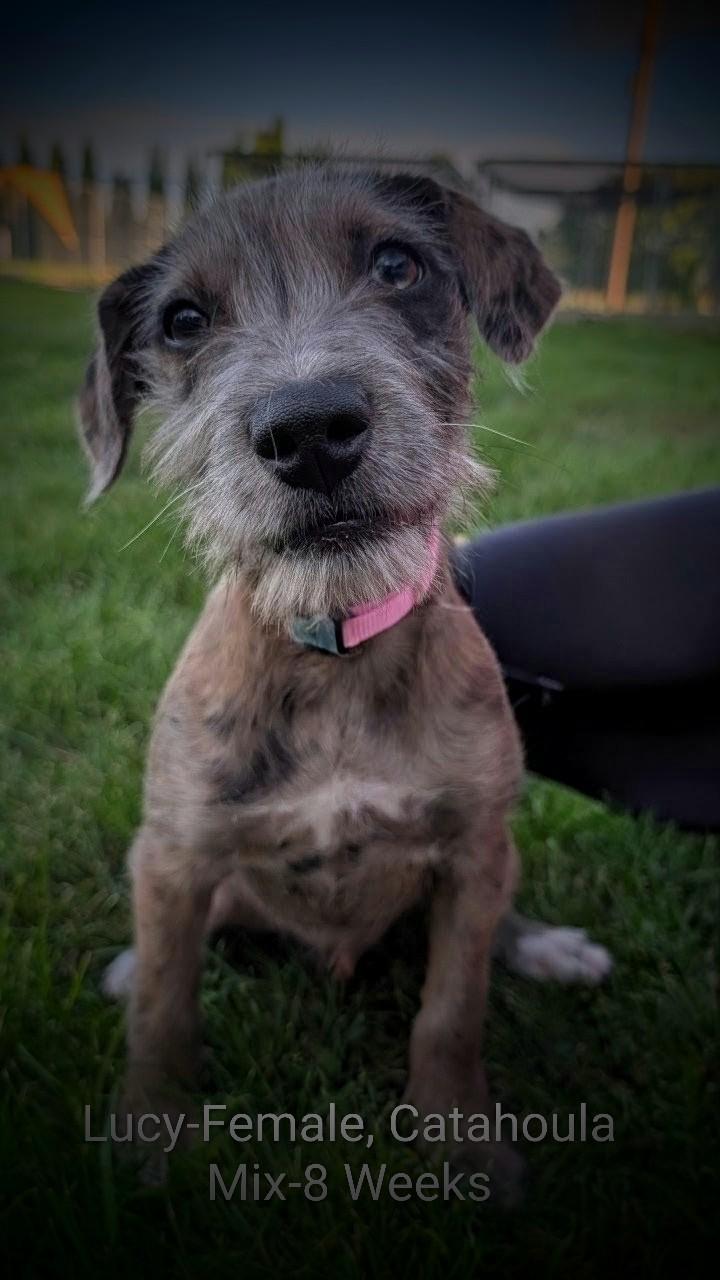 Enlarge Lucy, an adopted mixed breed in Mauston, WI image 2/2