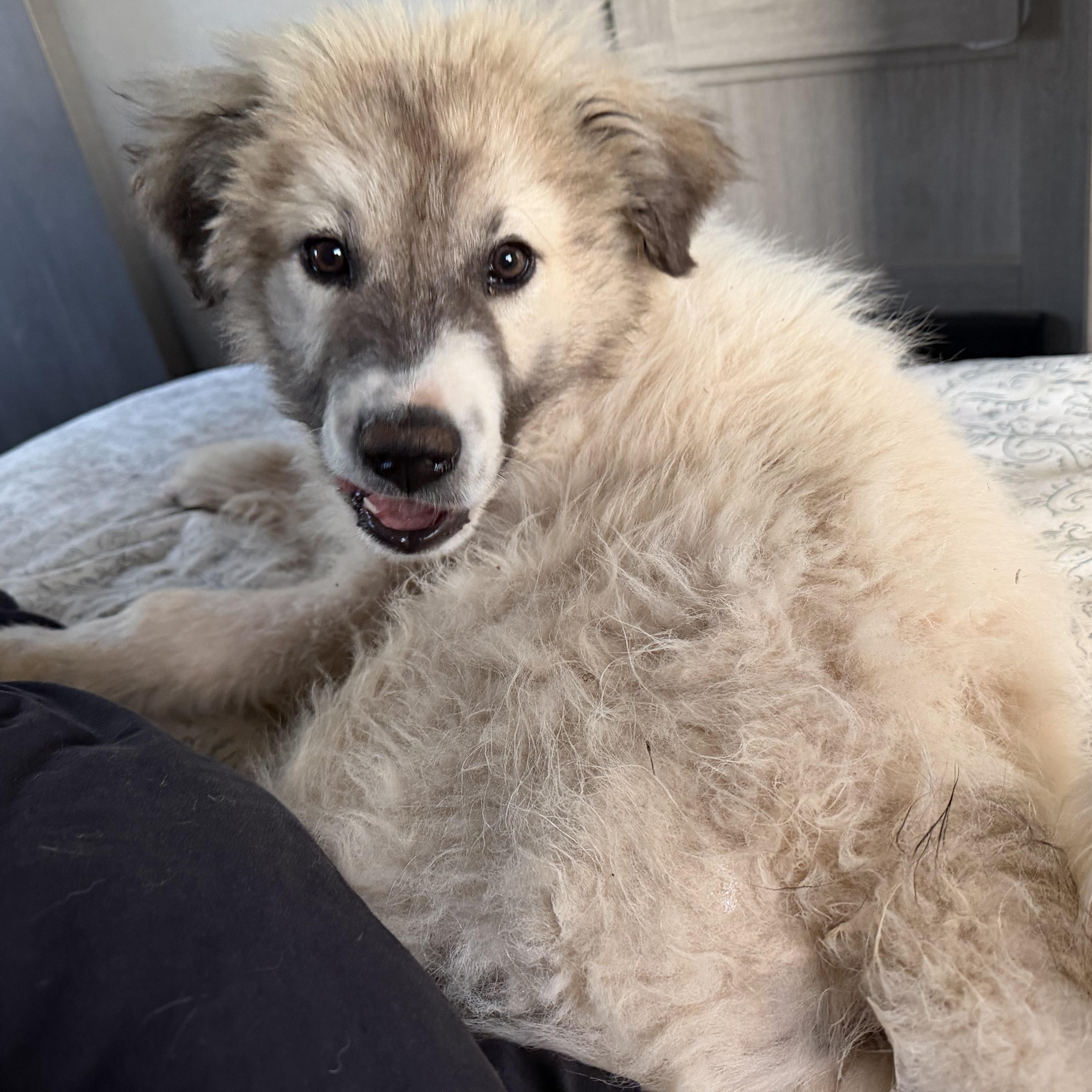 Jack, Adoptable, Puppy Male Great Pyrenees.