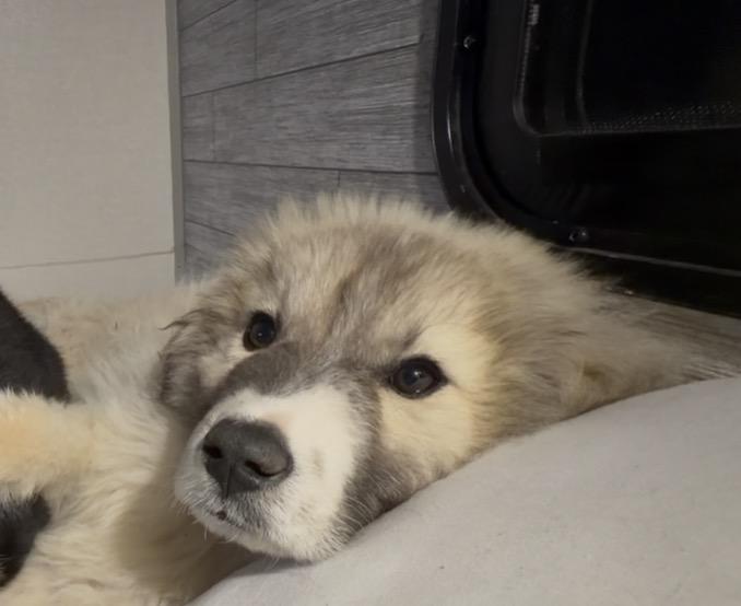 Jack, a Adoptable Great Pyrenees in Claremont, NC image 5/5