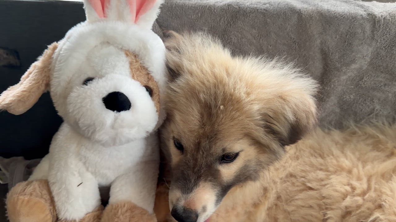 Enlarge Jack, a Adoptable Great Pyrenees in Claremont, NC video 3/5