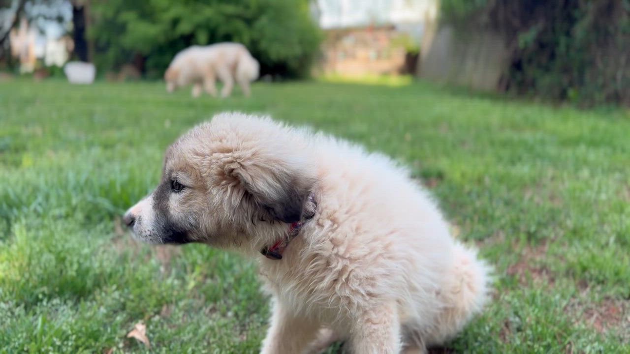 Enlarge Jack, a Adoptable Great Pyrenees in Claremont, NC video 2/5
