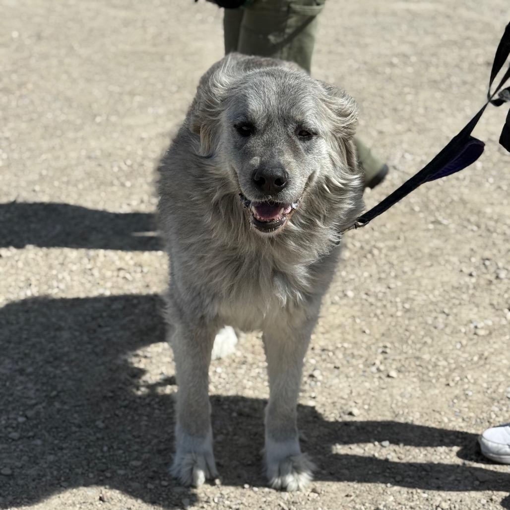 Racka, a Adoptable Mixed Breed in Park City, UT image 1/3