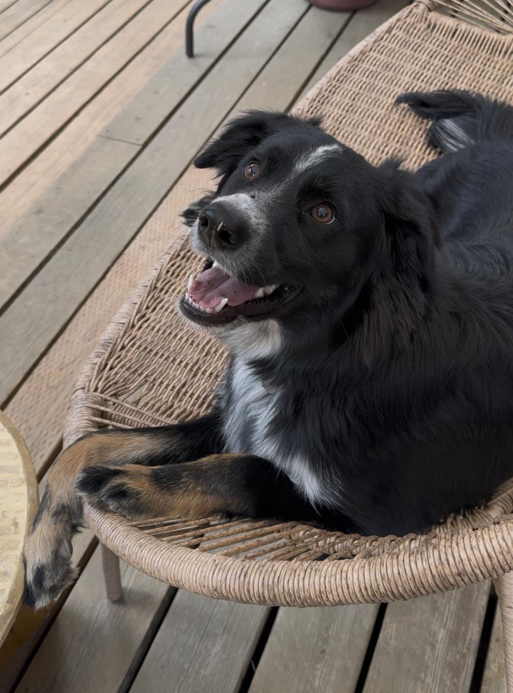 Enlarge Millie, a Adoptable mixed breed in Vancouver, WA image 3/6