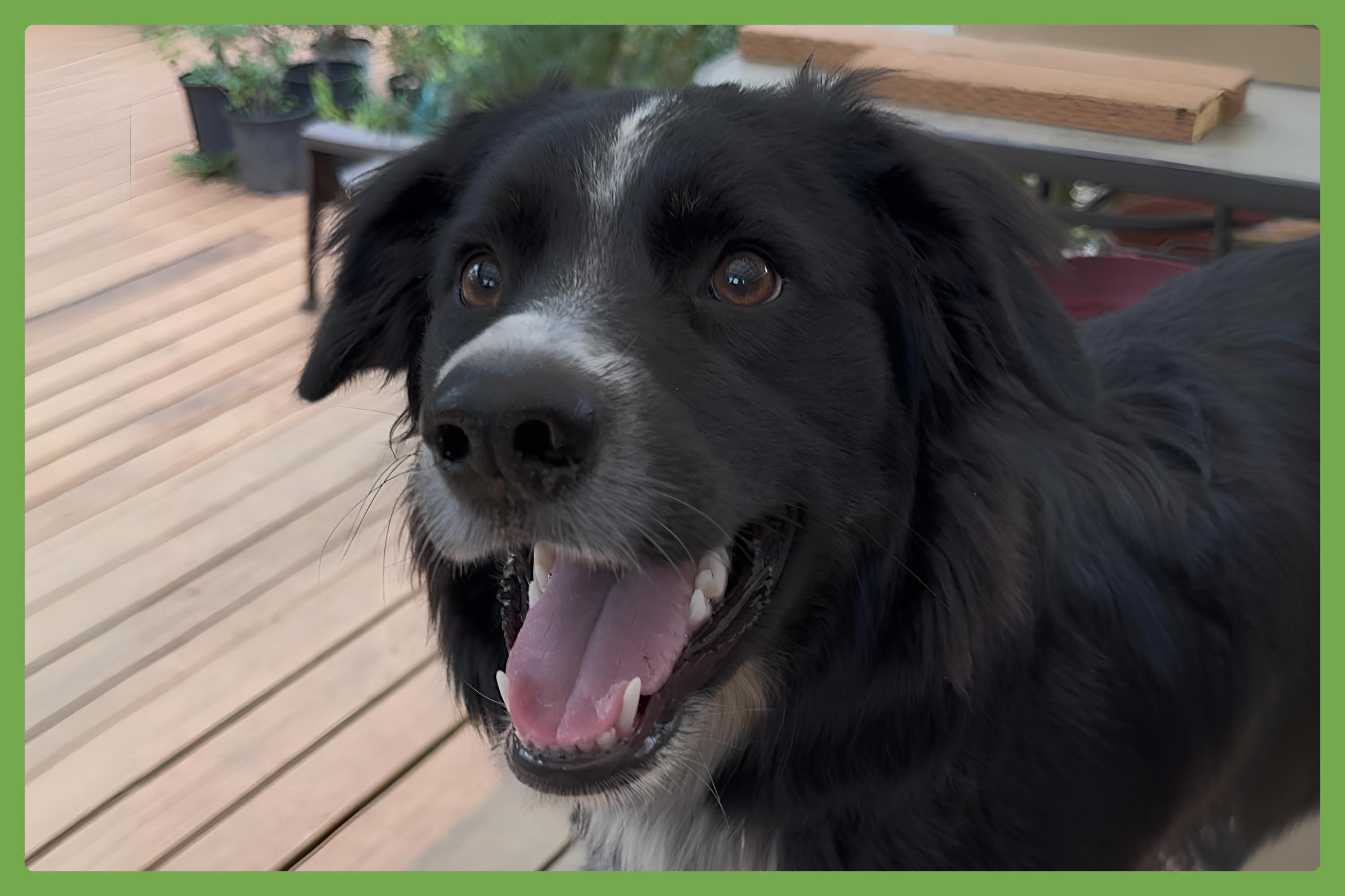 Enlarge Millie, a Adoptable mixed breed in Vancouver, WA image 1/6