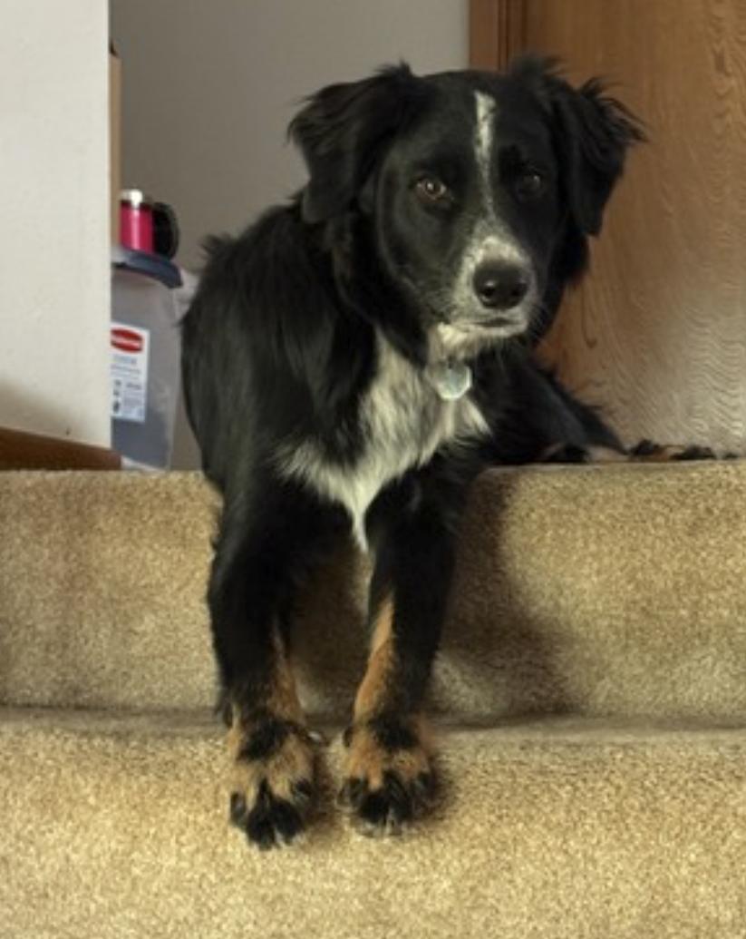 Enlarge Millie, a Adoptable mixed breed in Vancouver, WA image 4/6