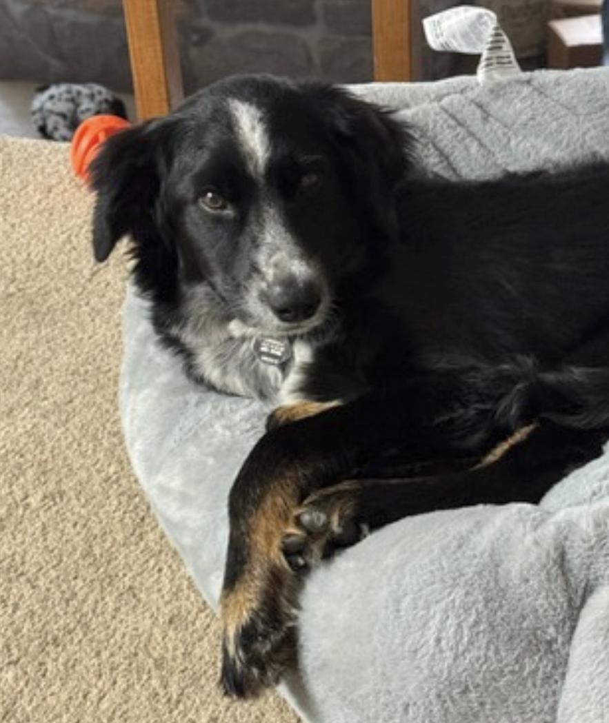 Enlarge Millie, a Adoptable mixed breed in Vancouver, WA image 5/6
