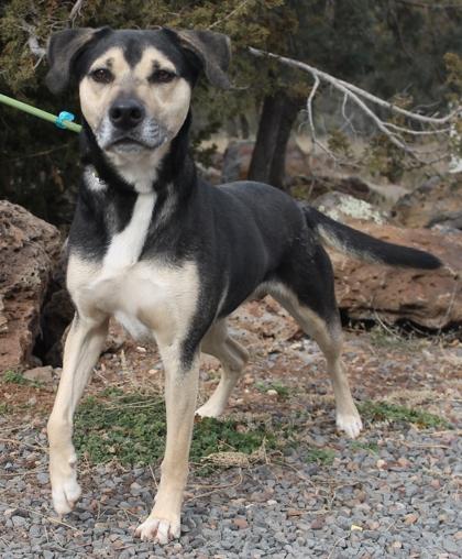 Enlarge Nicholas, a ADOPTABLE mixed breed in Lakeside, AZ image 1/1