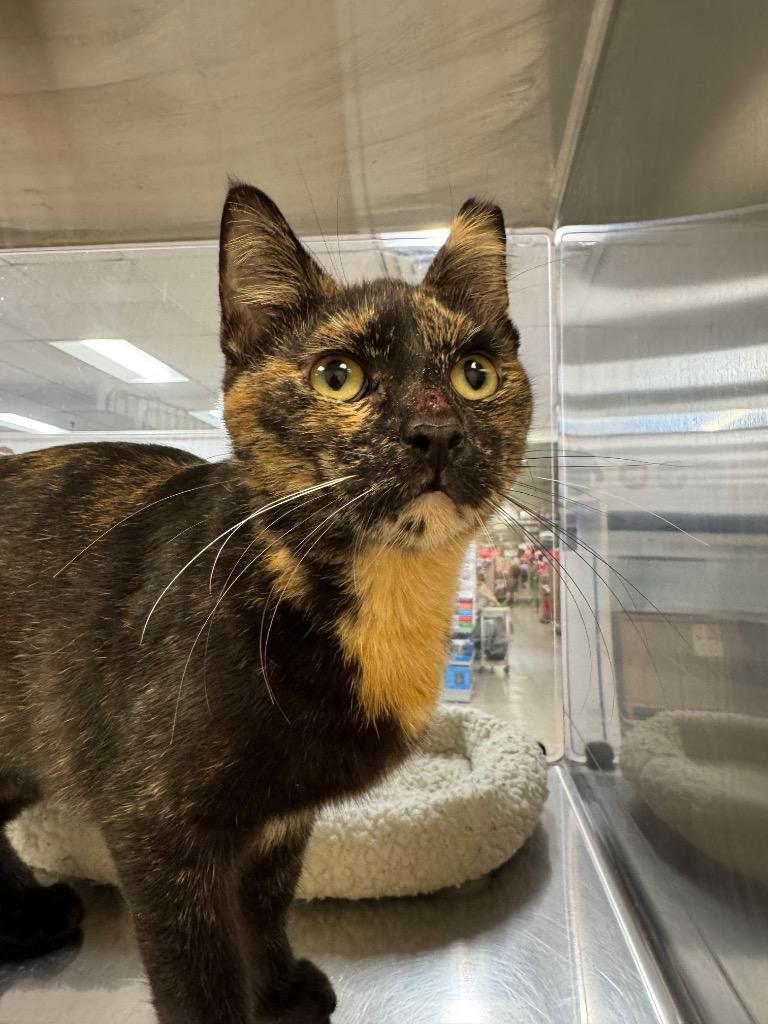 Enlarge Apricot, a Adoptable mixed breed in Corpus Christi, TX image 1/2