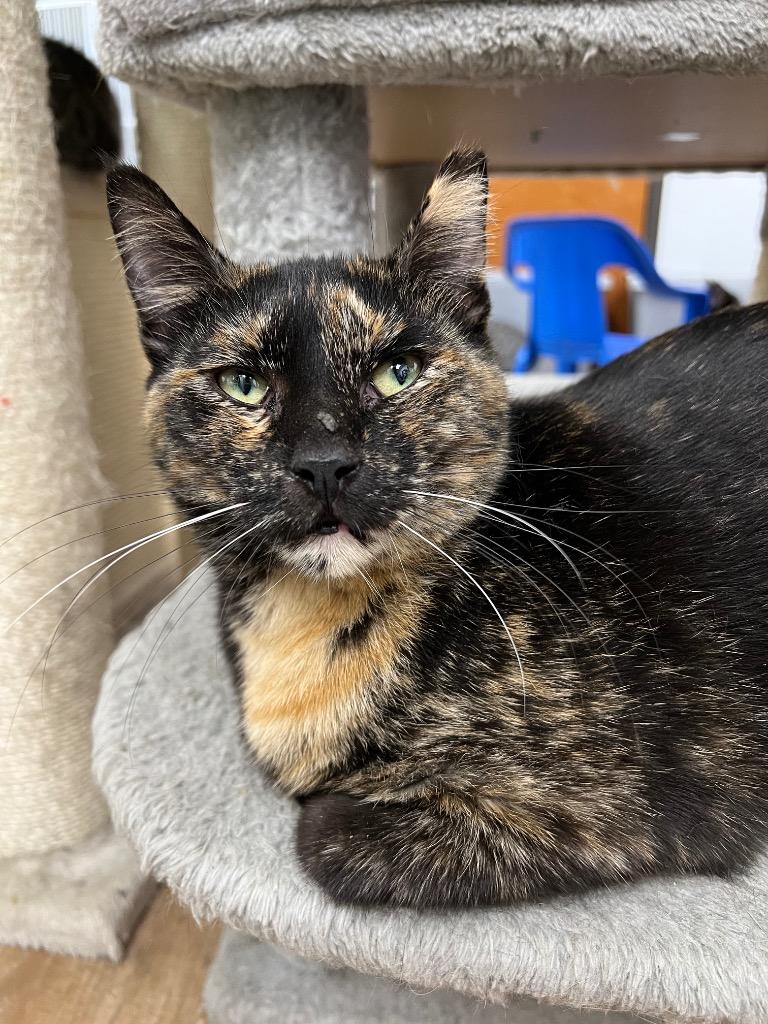 Enlarge Apricot, a Adoptable mixed breed in Corpus Christi, TX image 2/2