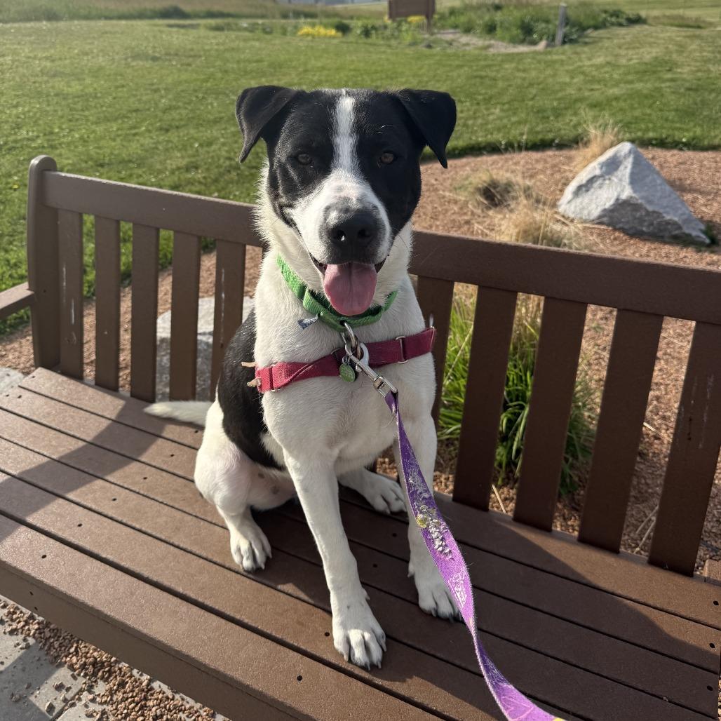 Max, Adoptable, Adult Male Mixed Breed.