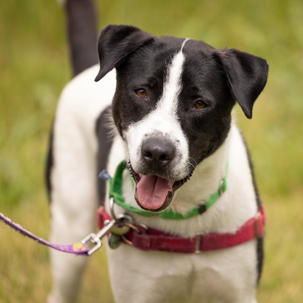 Enlarge Max, a Adoptable Mixed Breed in Waukesha, WI image 2/6