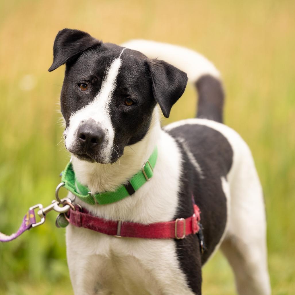 Enlarge Max, a Adoptable Mixed Breed in Waukesha, WI image 3/6