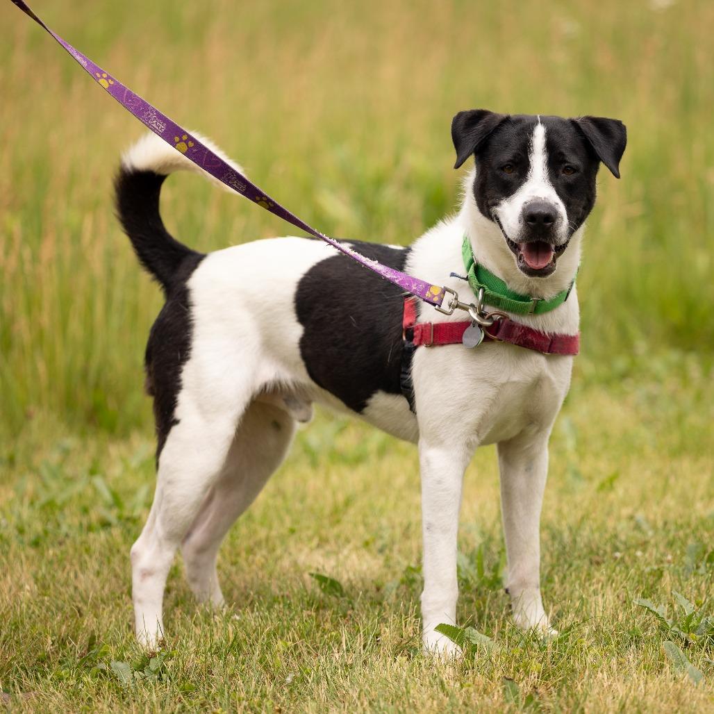 Enlarge Max, a Adoptable Mixed Breed in Waukesha, WI image 4/6