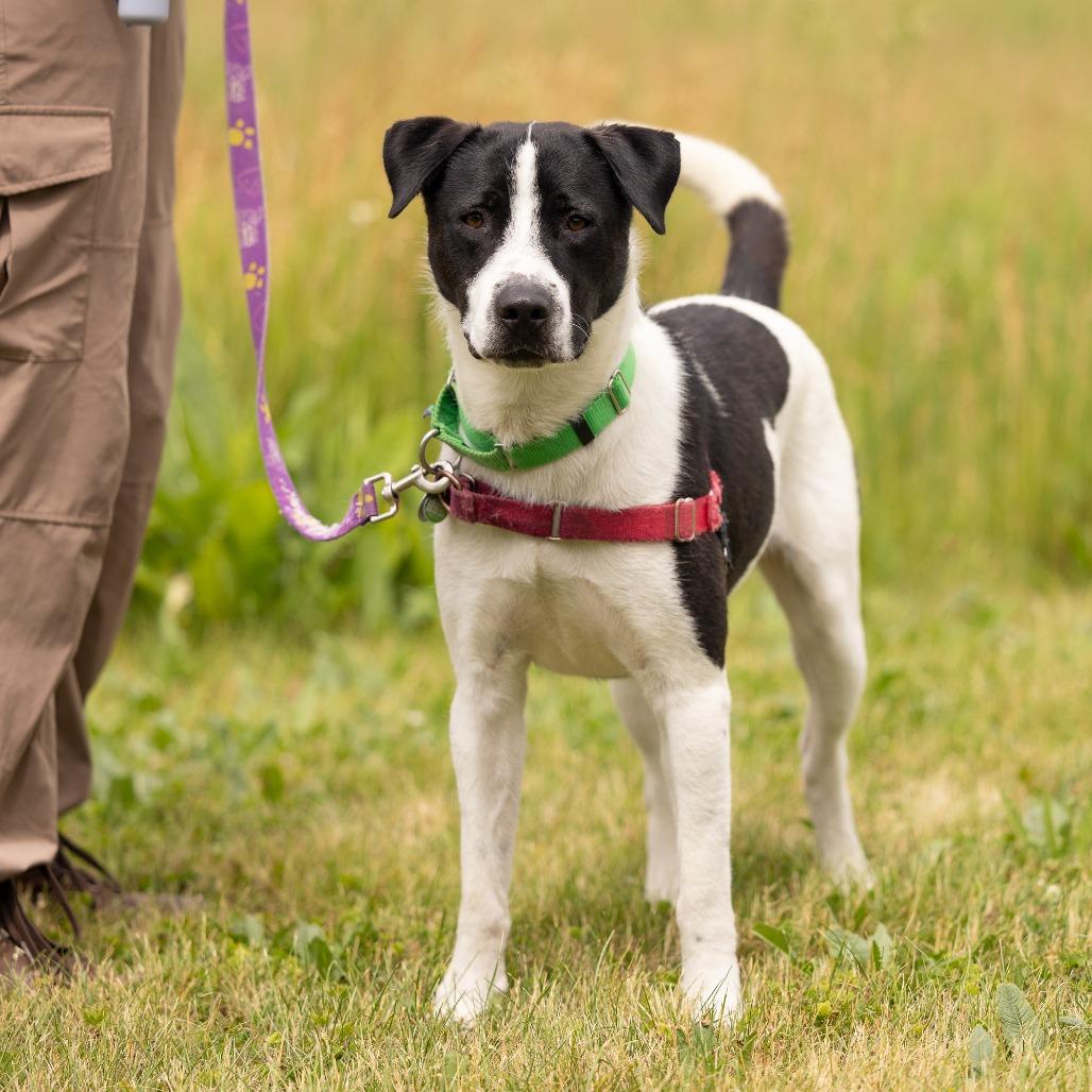 Enlarge Max, a Adoptable Mixed Breed in Waukesha, WI image 5/6
