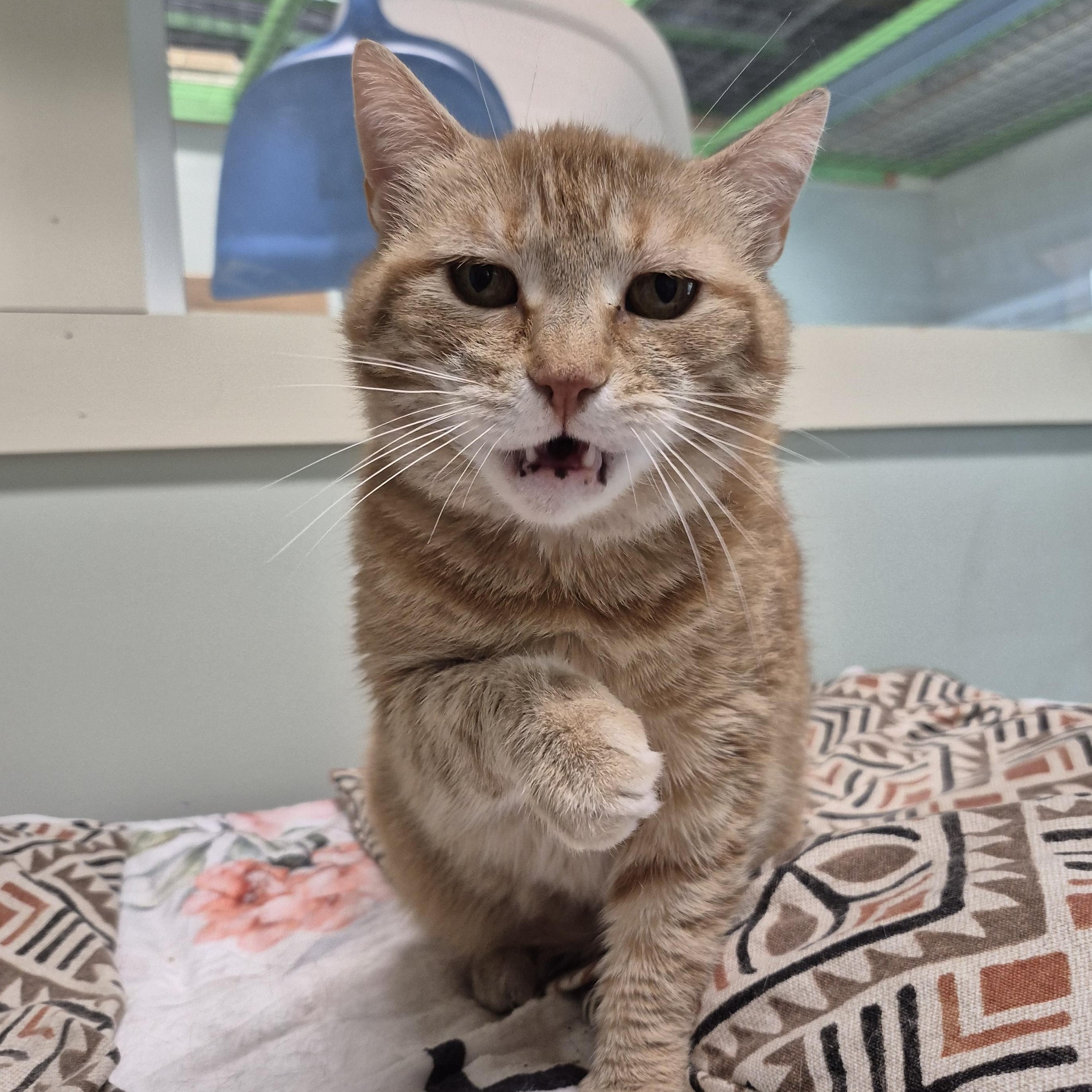 Cleopatra, a ADOPTABLE Domestic Short Hair in Tioga, PA image 5/6