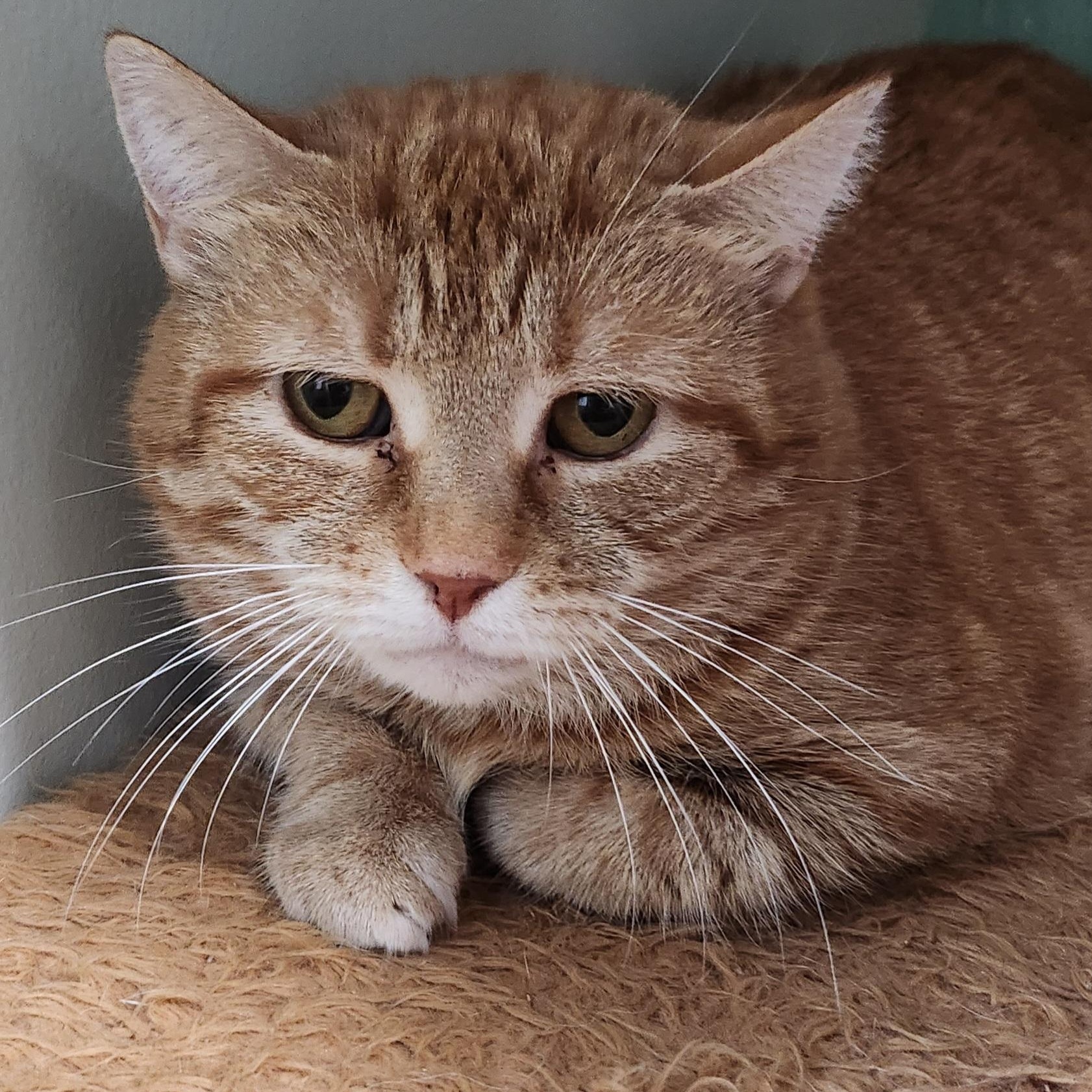 Enlarge Cleopatra, a ADOPTABLE Domestic Short Hair in Tioga, PA image 2/5