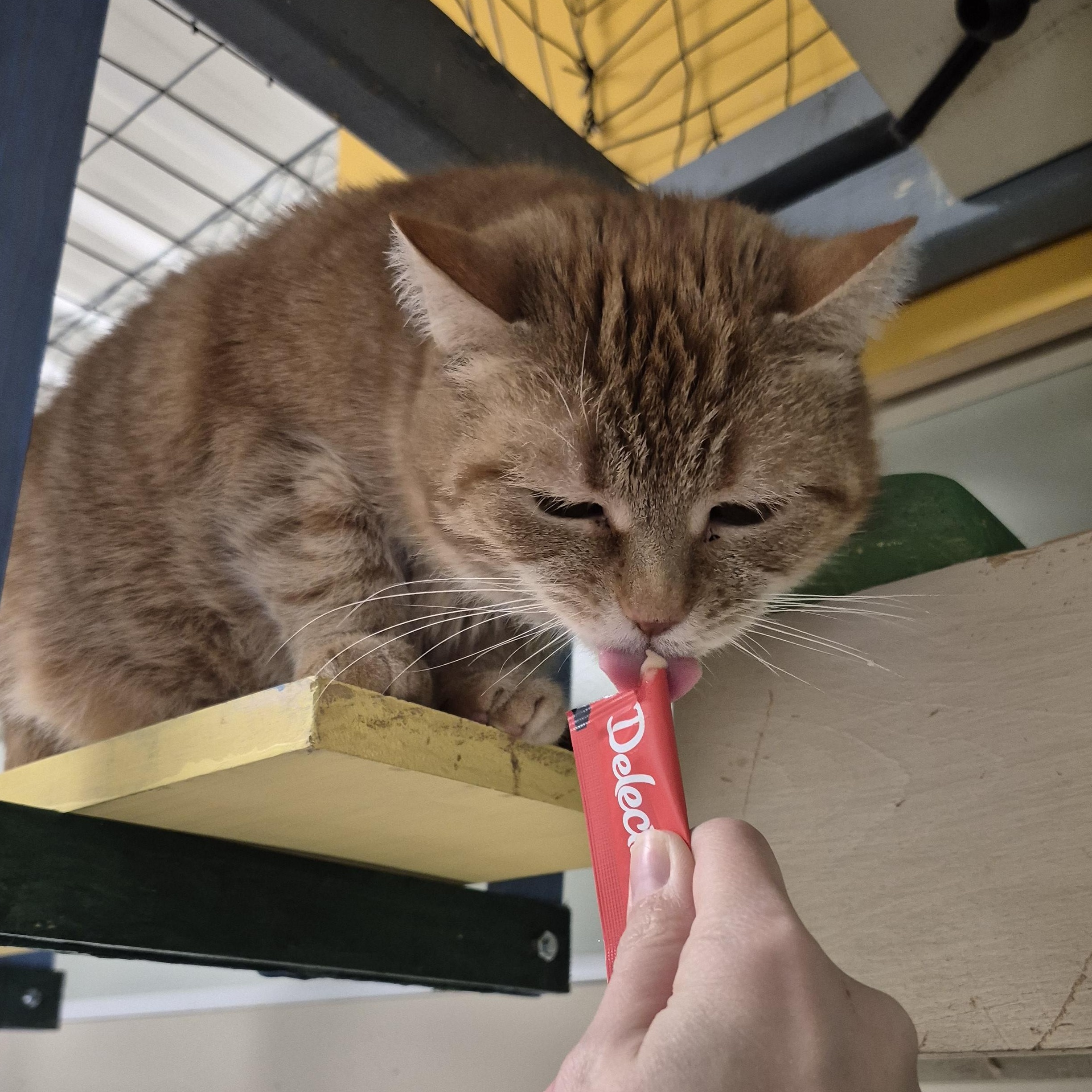 Enlarge Cleopatra, a ADOPTABLE Domestic Short Hair in Tioga, PA image 5/5