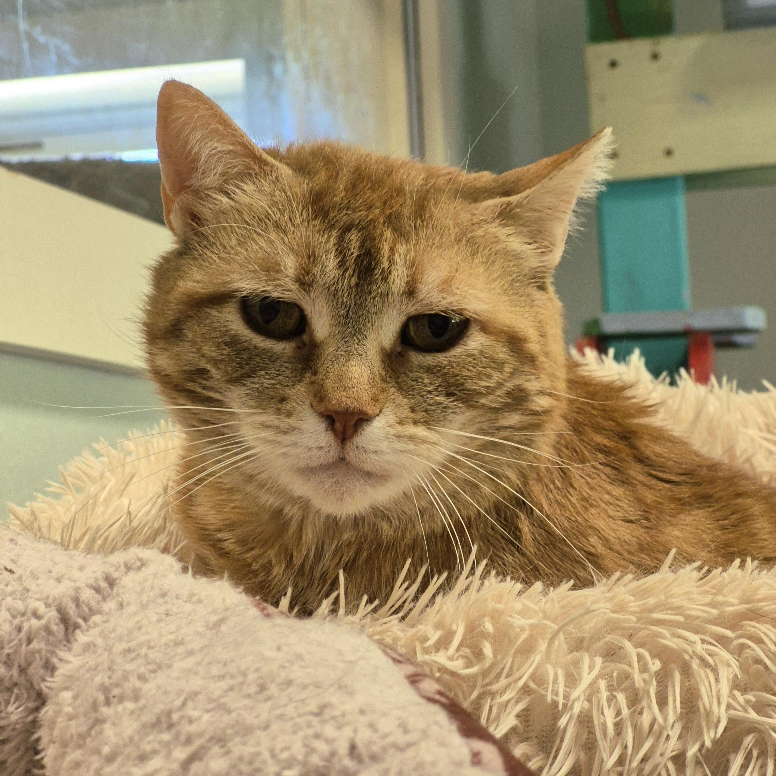 Cleopatra, a ADOPTABLE Domestic Short Hair in Tioga, PA image 5/5
