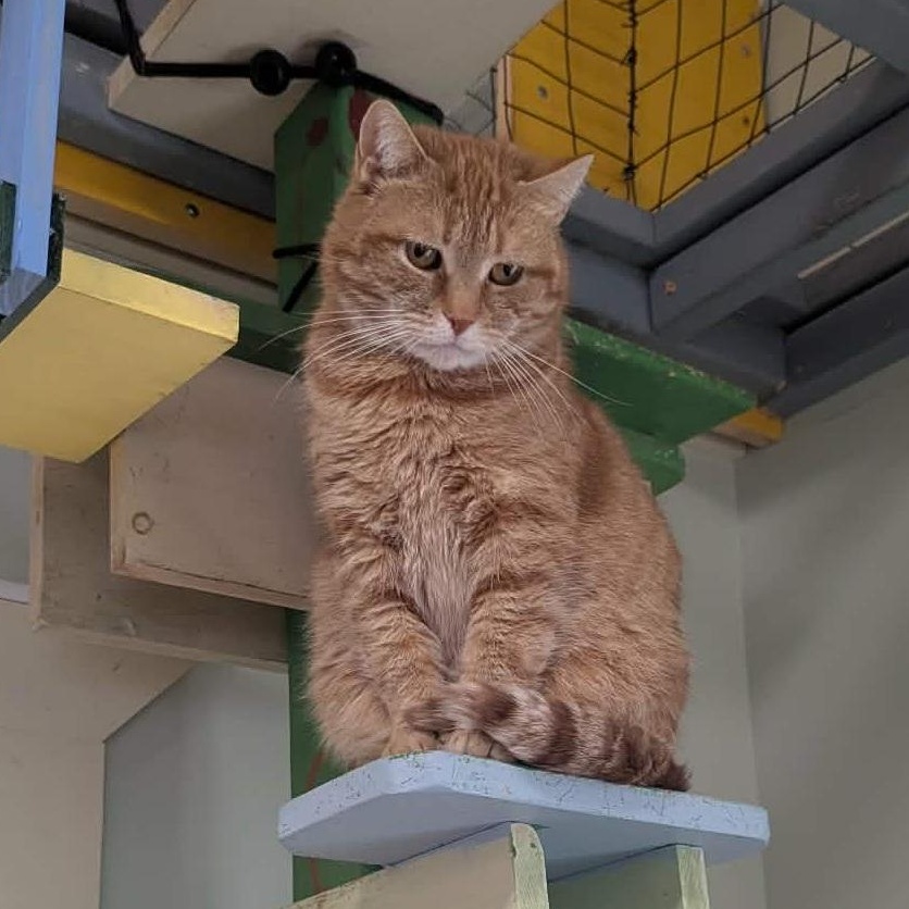 Cleopatra, a ADOPTABLE Domestic Short Hair in Tioga, PA image 2/5
