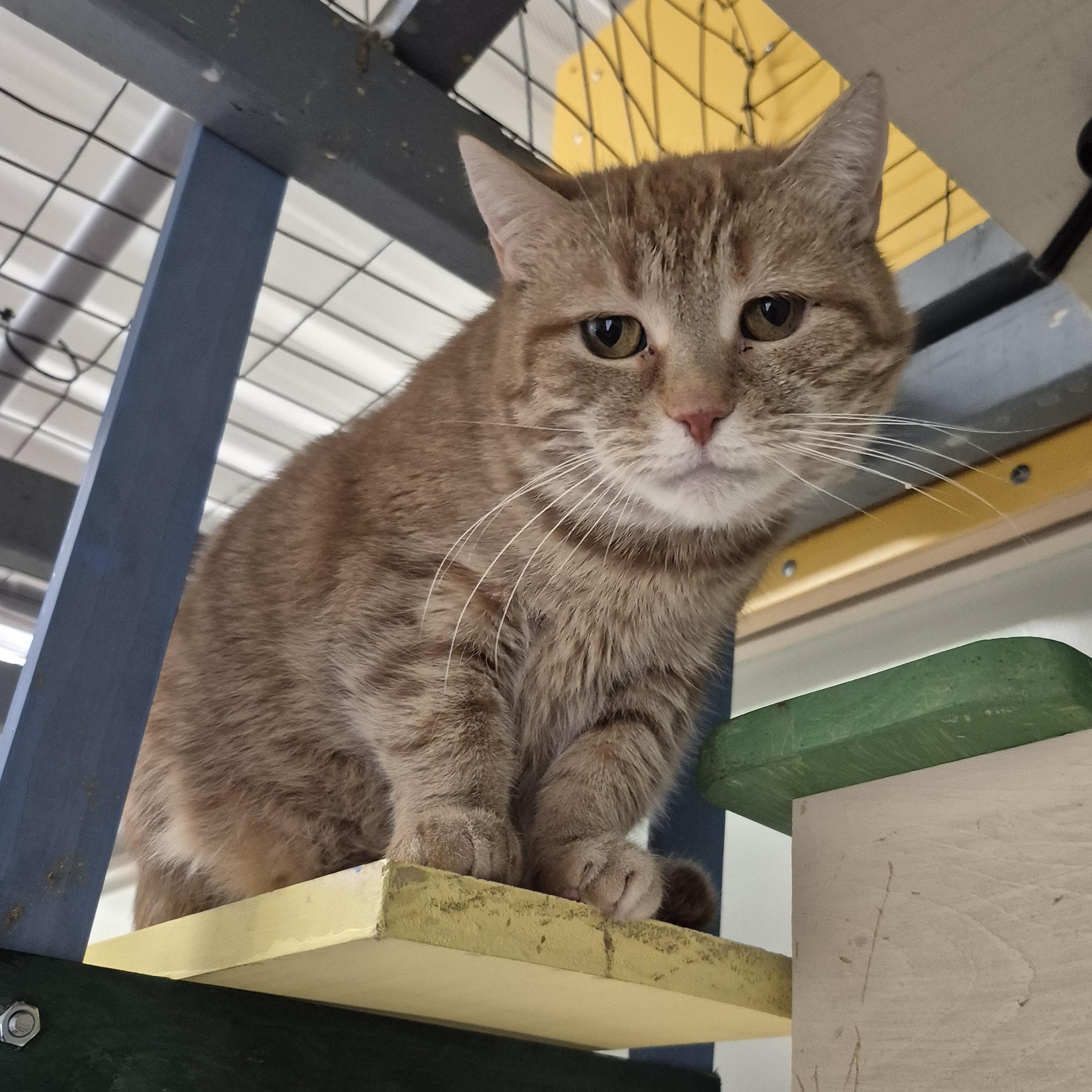 Enlarge Cleopatra, a ADOPTABLE Domestic Short Hair in Tioga, PA image 3/5