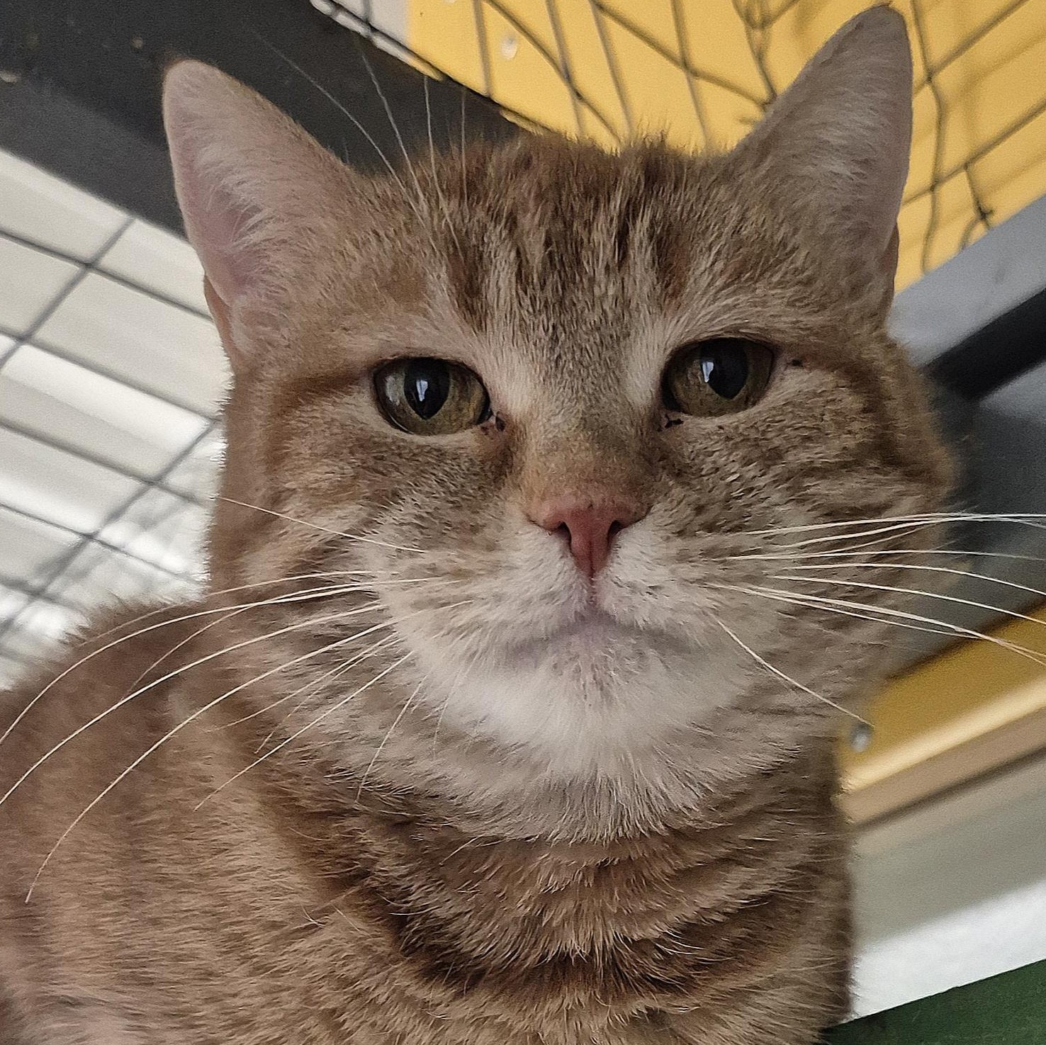 Cleopatra, ADOPTABLE, Young Female Domestic Short Hair.